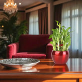 Lucky Bamboo Plant in a red planter on a living room coffee table, enhancing home decor with greenery and positive energy.